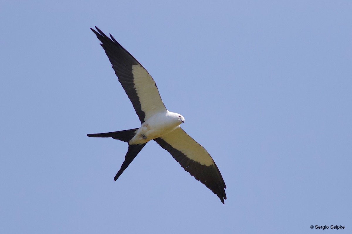 Swallow-tailed Kite - ML258679901