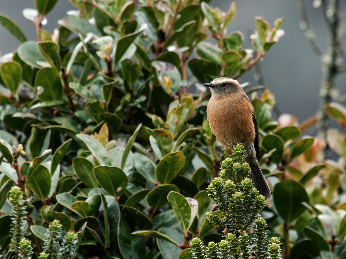 Brown-backed Chat-Tyrant - ML258680851