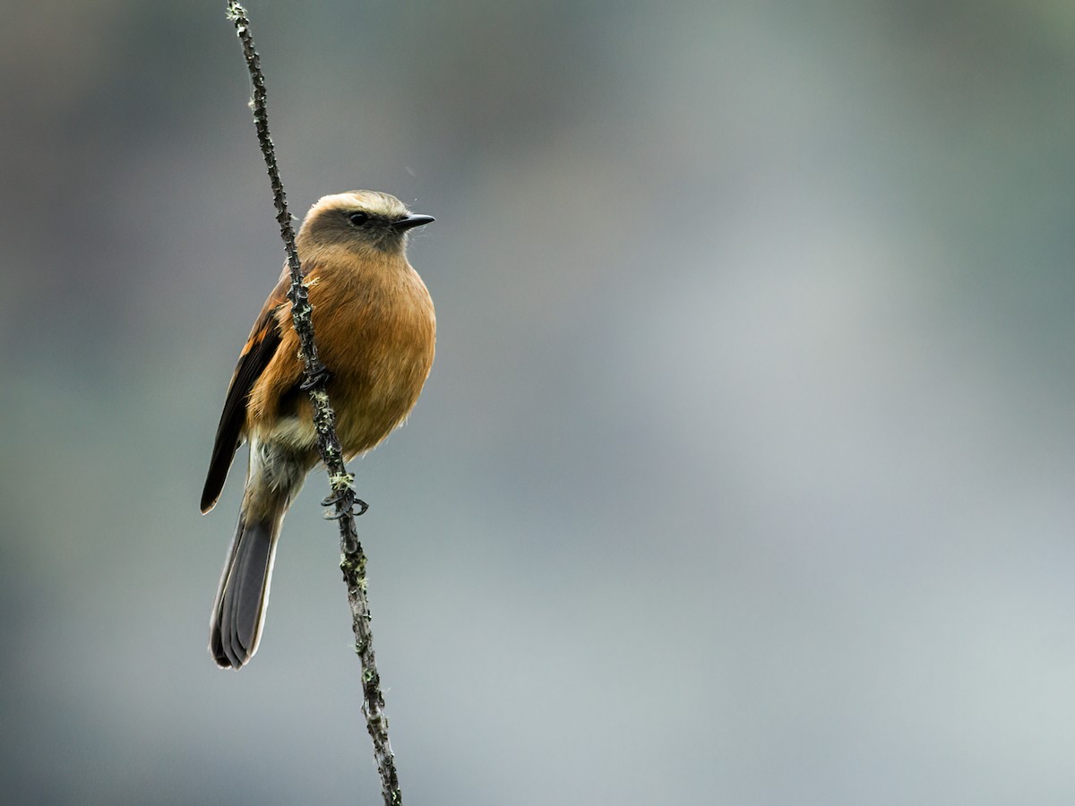 Brown-backed Chat-Tyrant - ML258680861