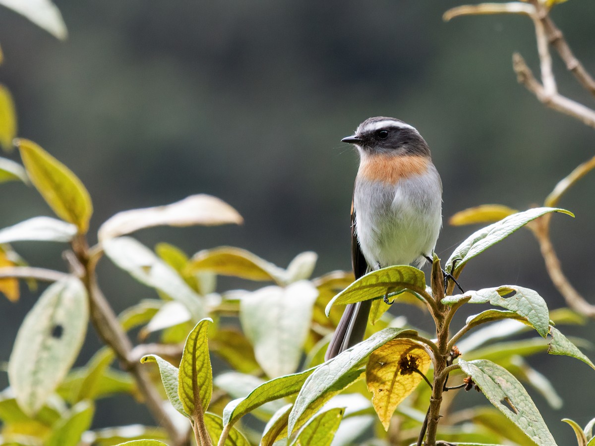 Rufous-breasted Chat-Tyrant - ML258680871