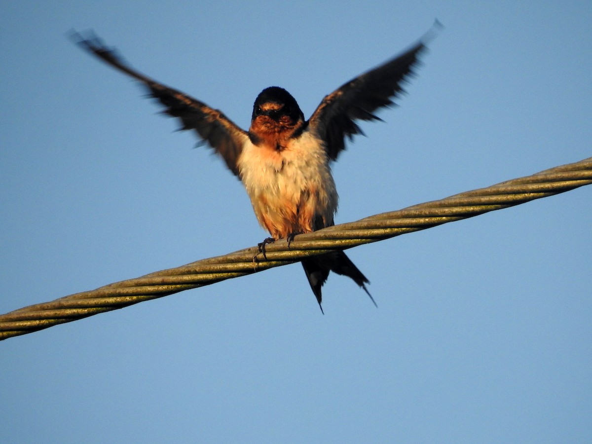 Barn Swallow - Luis Gonzalez