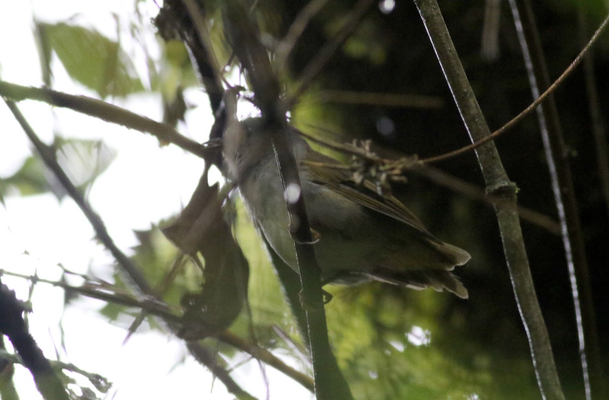 Russet-crowned Warbler - Jay McGowan