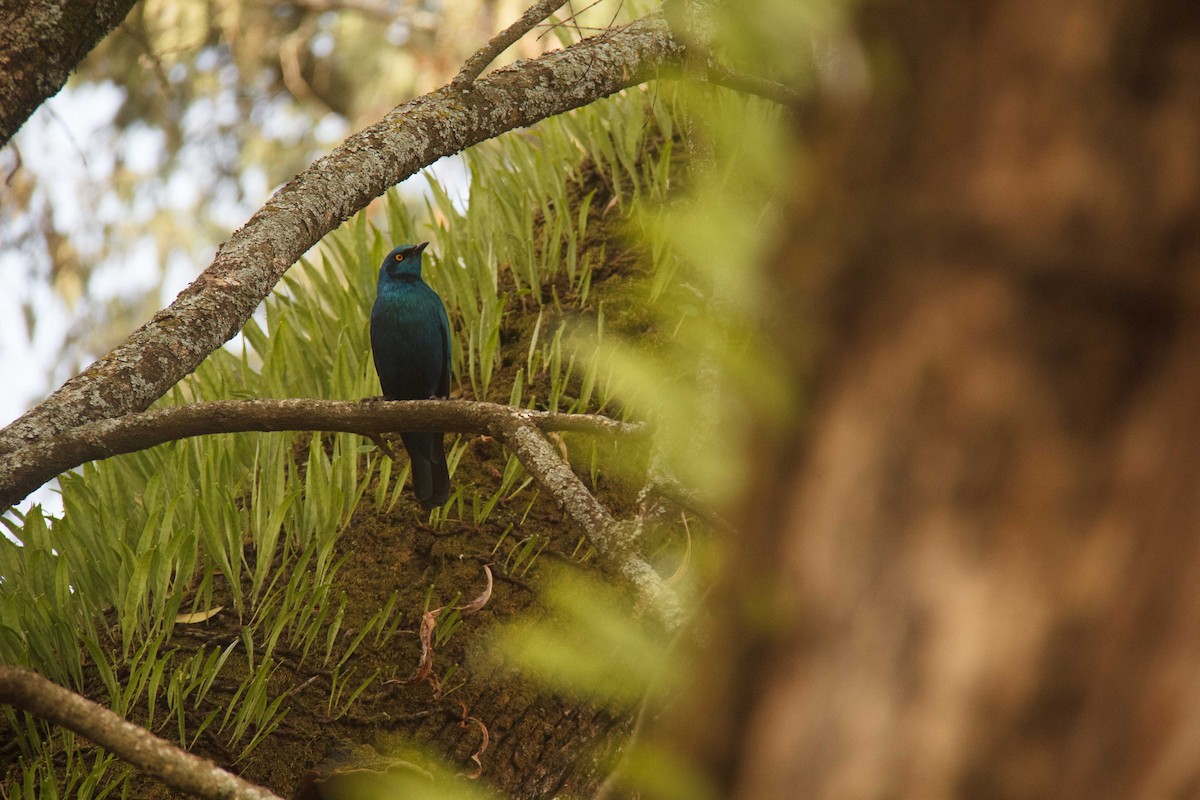 Greater Blue-eared Starling - ML258703491