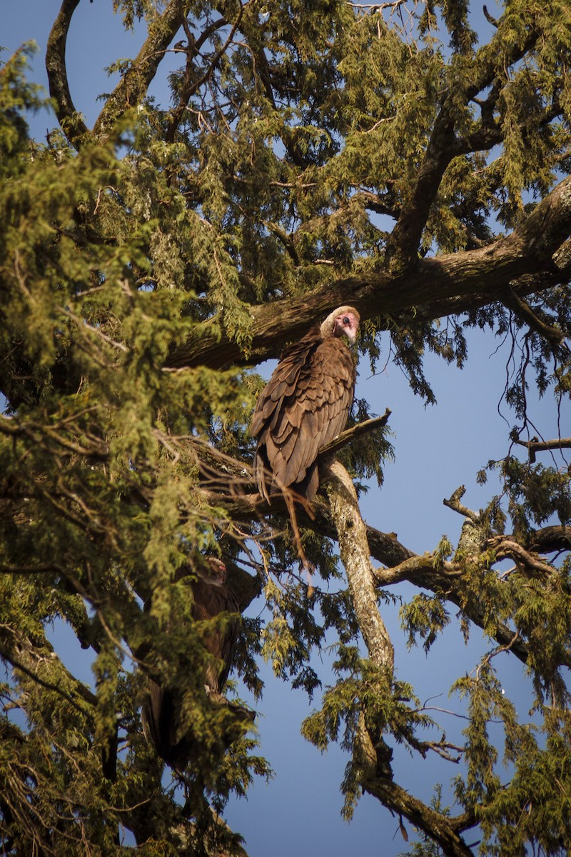 Hooded Vulture - Mike K.