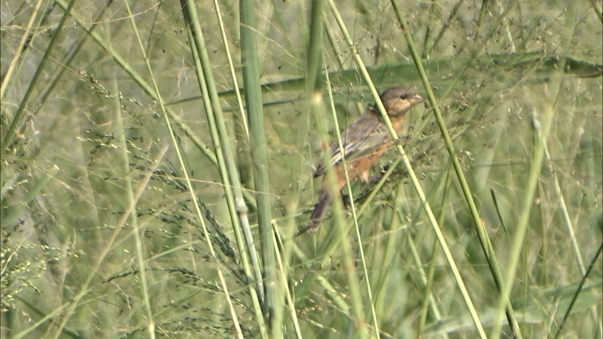 Tawny-bellied Seedeater - ML258711601