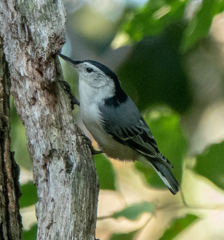 White-breasted Nuthatch - ML258717051