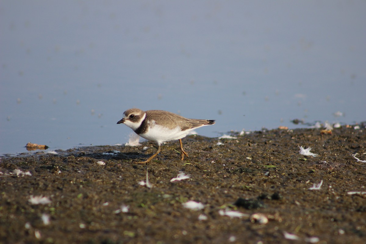 Semipalmated Plover - ML258718491