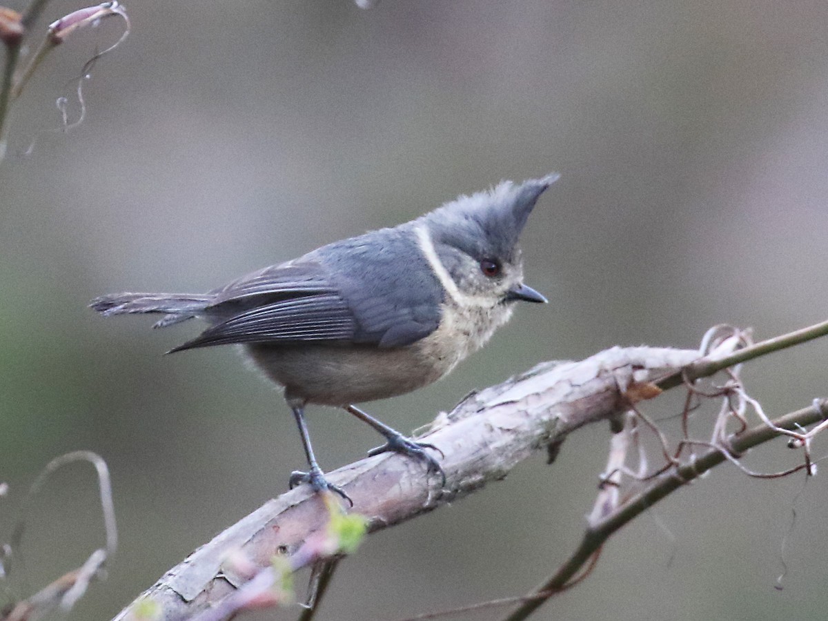 Gray-crested Tit - ML258718651