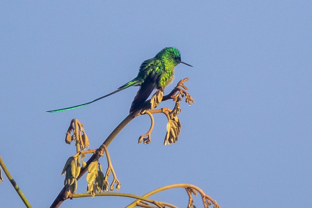 Long-tailed Sylph - ML258718751