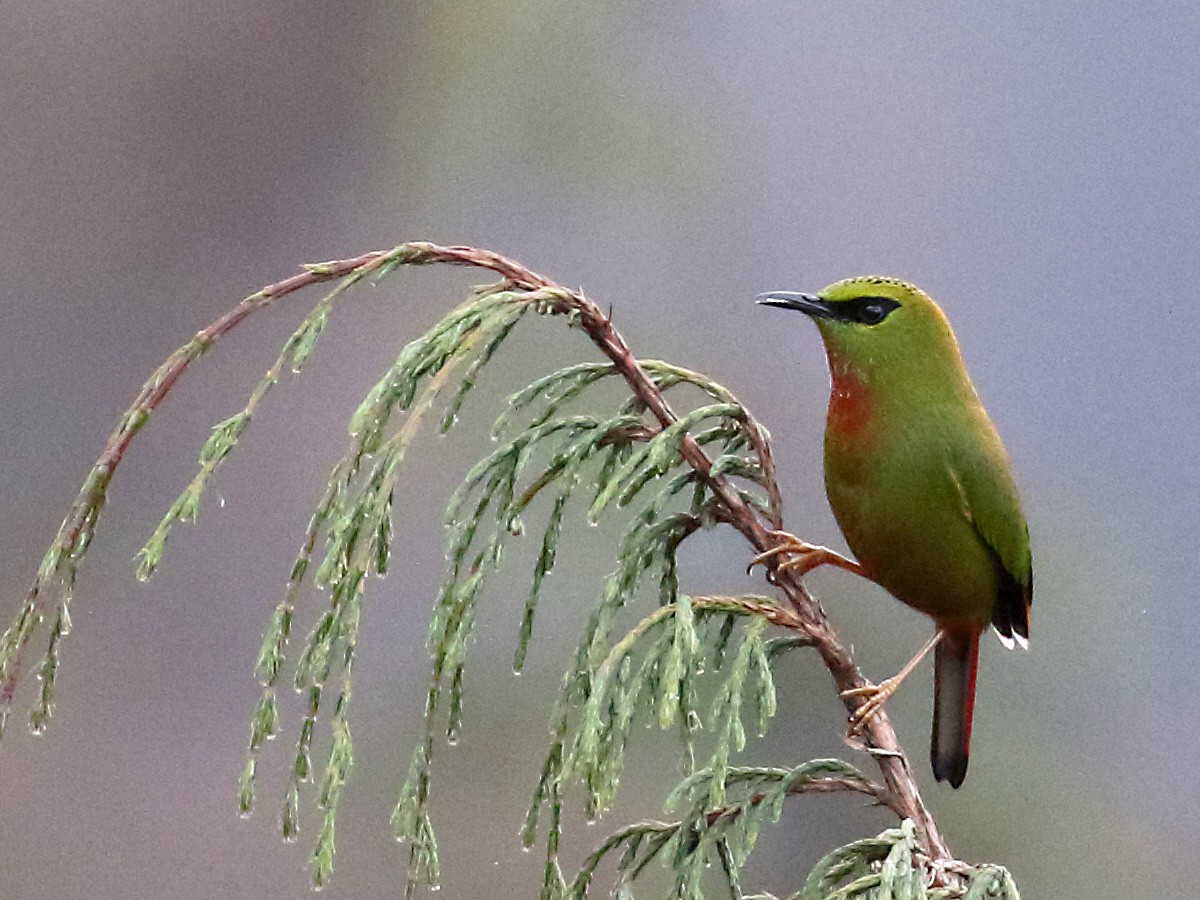 Fire-tailed Myzornis - ML258718771