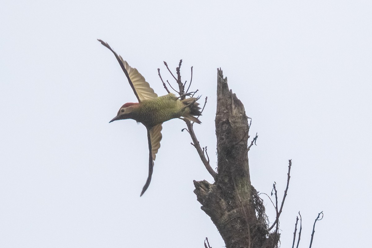 Golden-olive Woodpecker - ML258719011