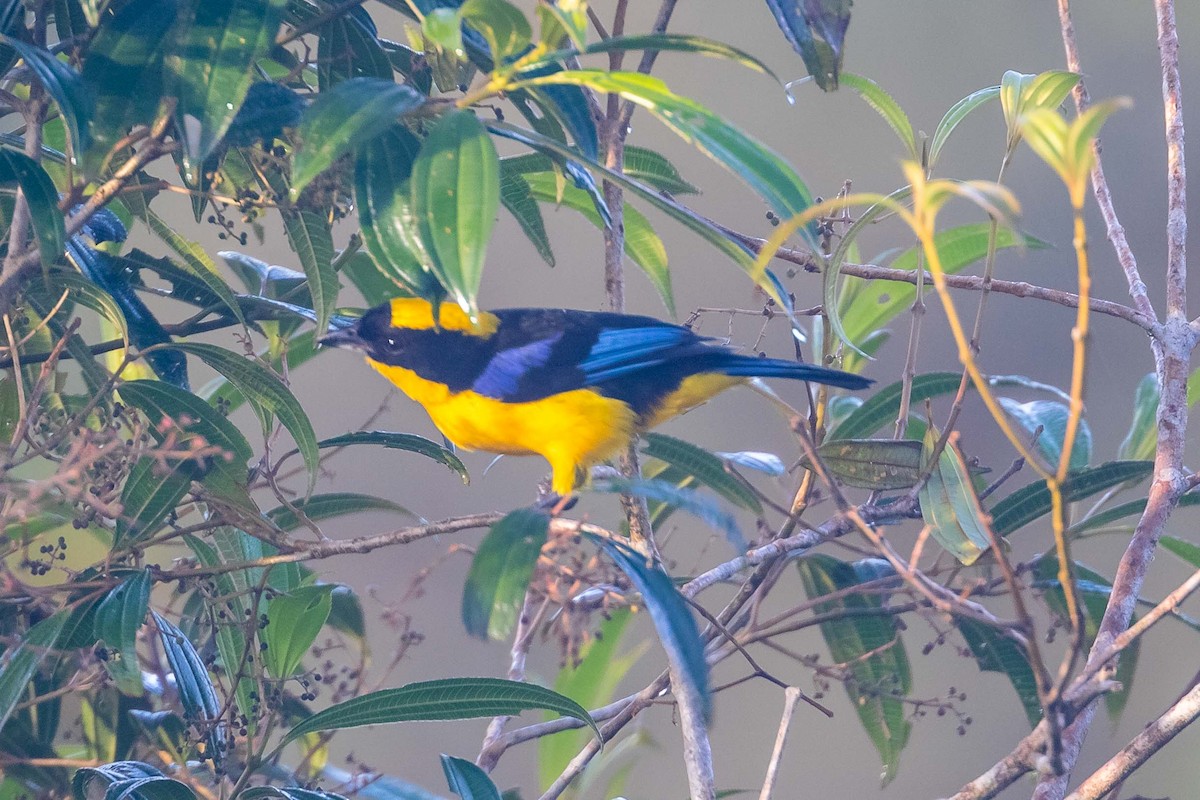 Blue-winged Mountain Tanager - ML258719871