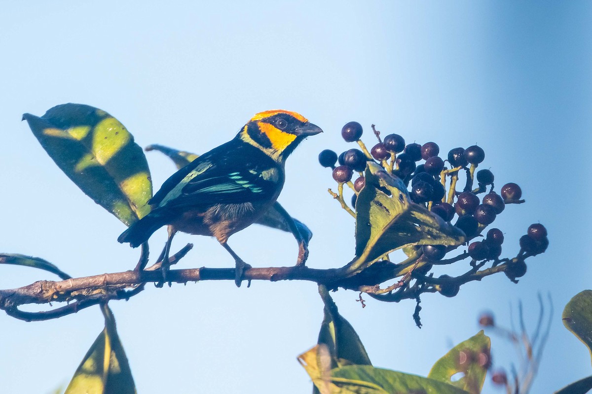 Flame-faced Tanager - ML258720041