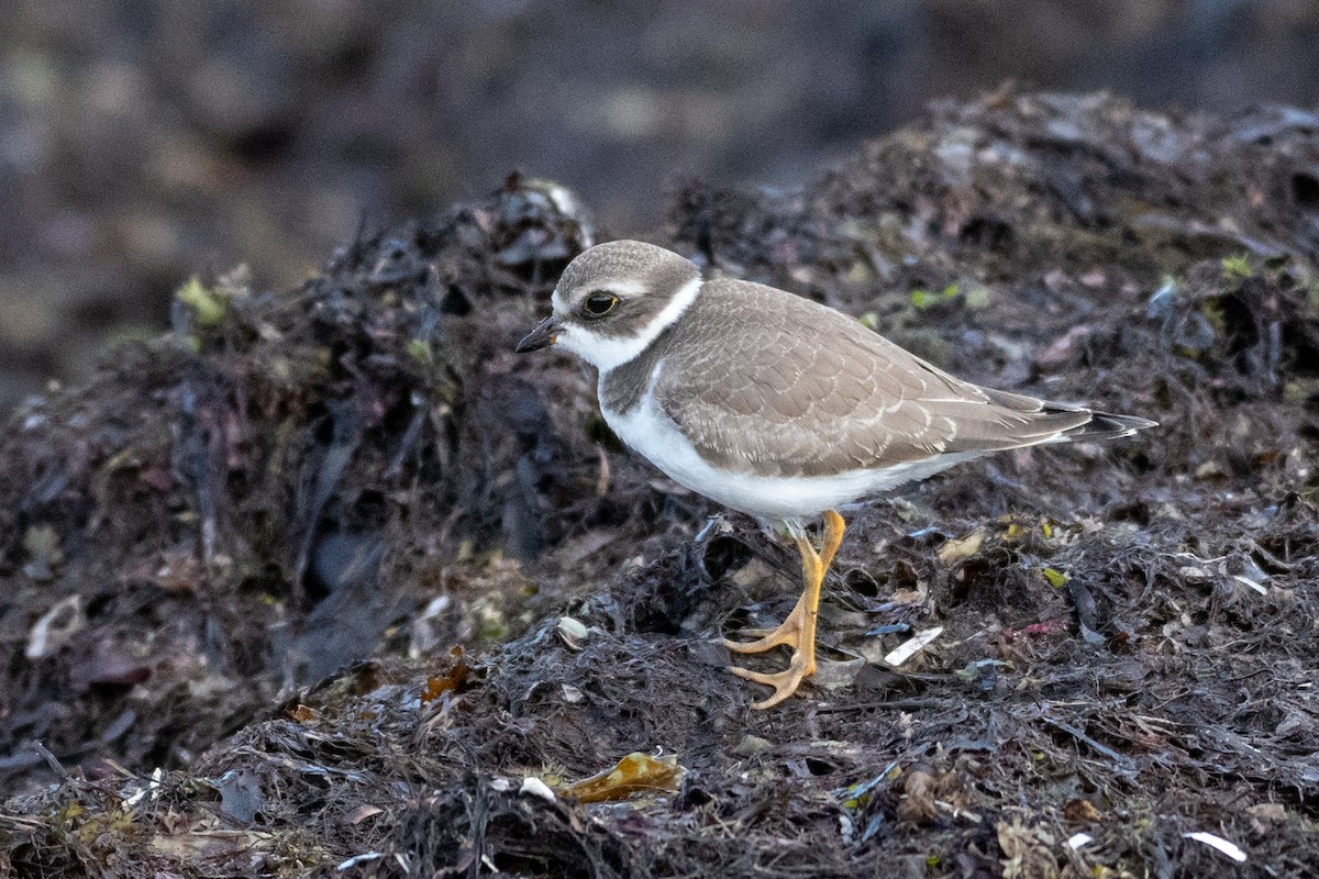 Semipalmated Plover - ML258721471