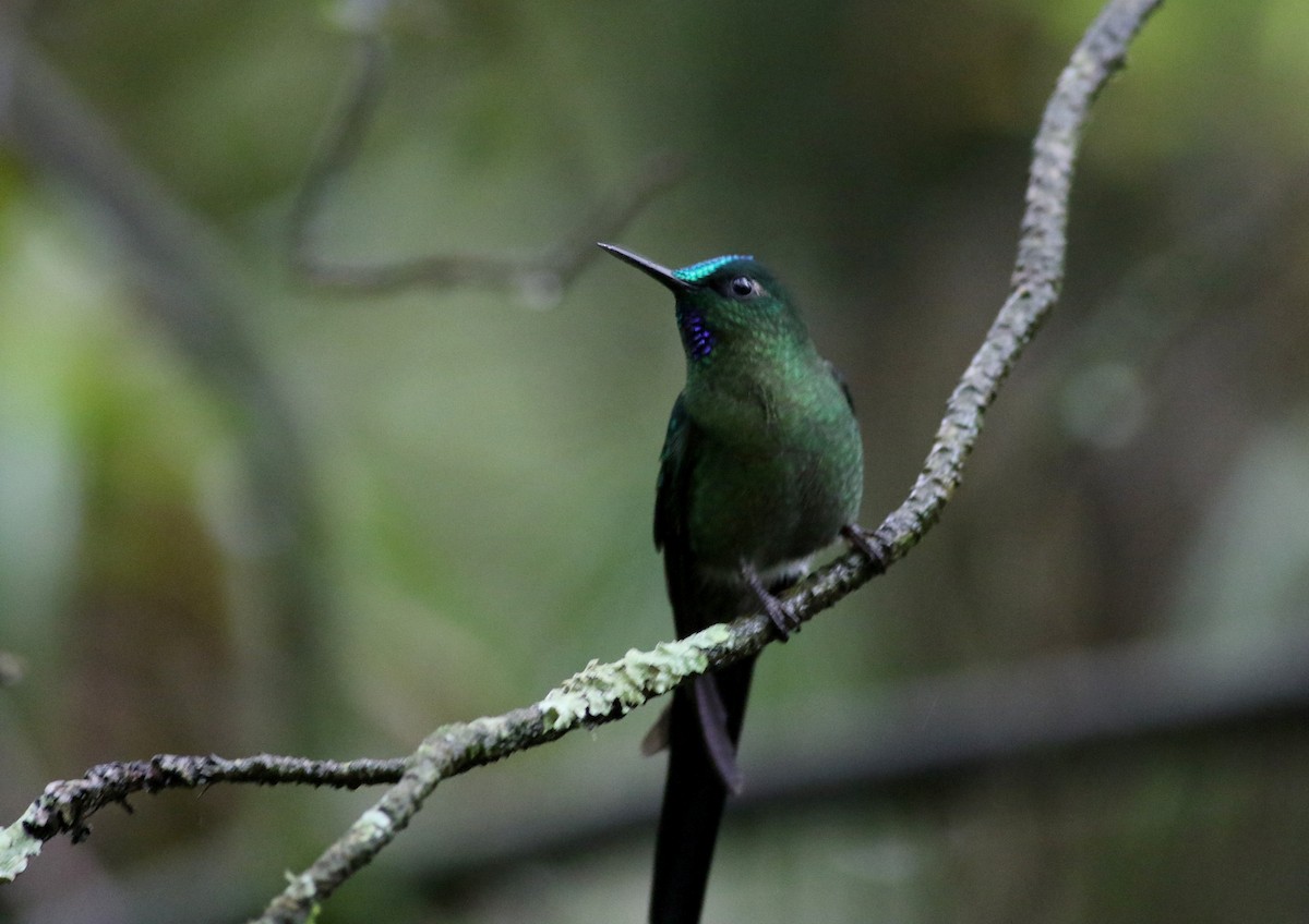 Long-tailed Sylph - ML25872151