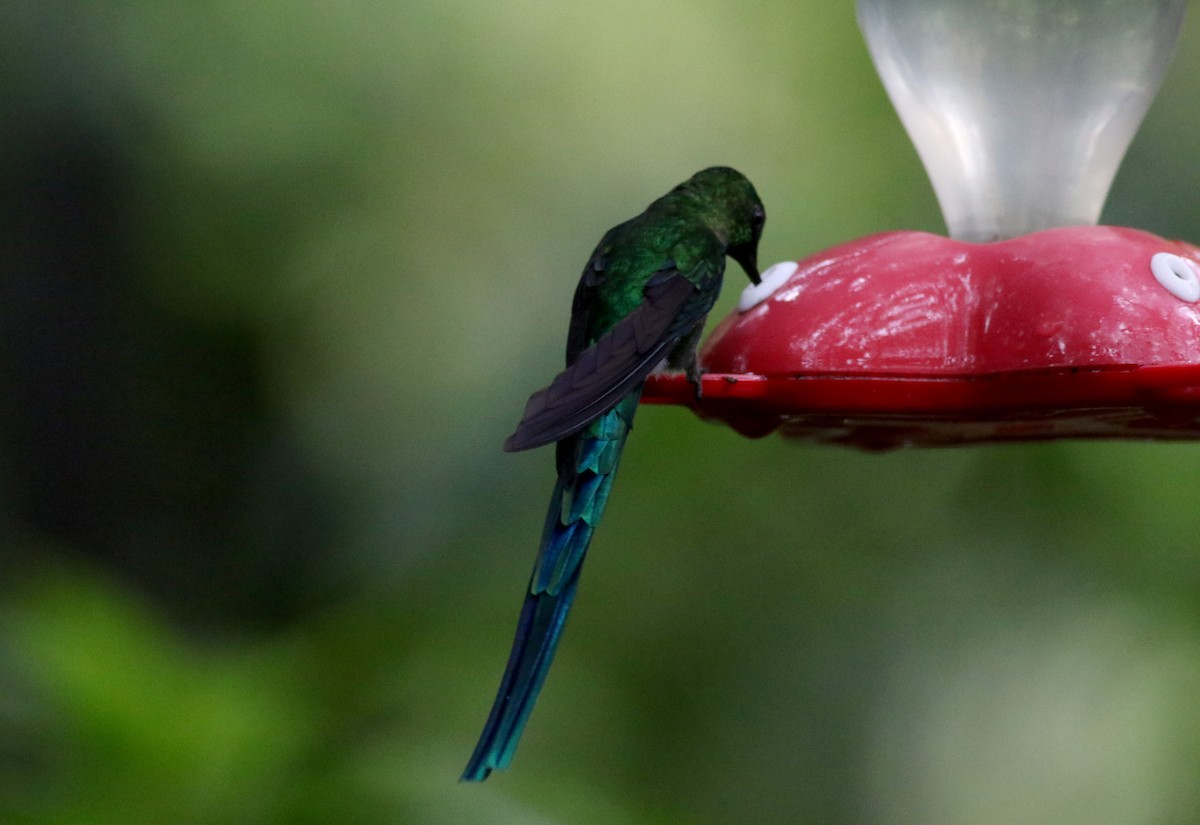 Long-tailed Sylph - ML25872201
