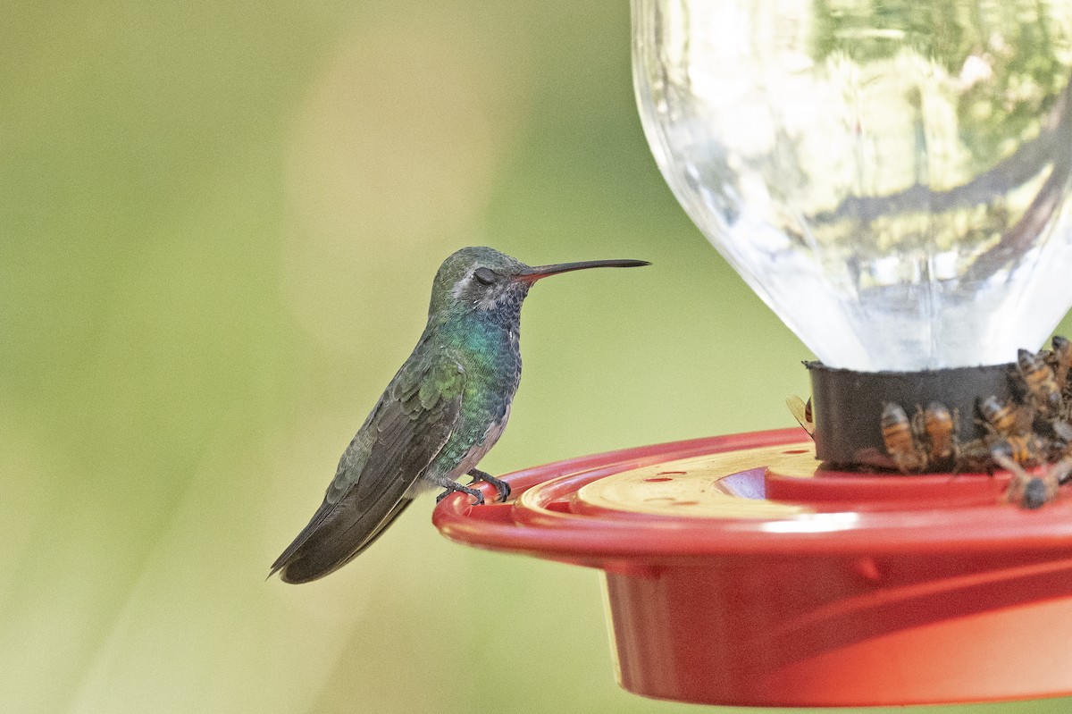 Broad-billed Hummingbird - ML258728931