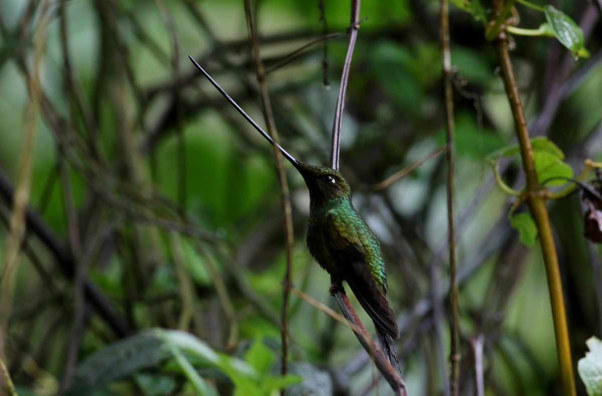 Sword-billed Hummingbird - ML25872961