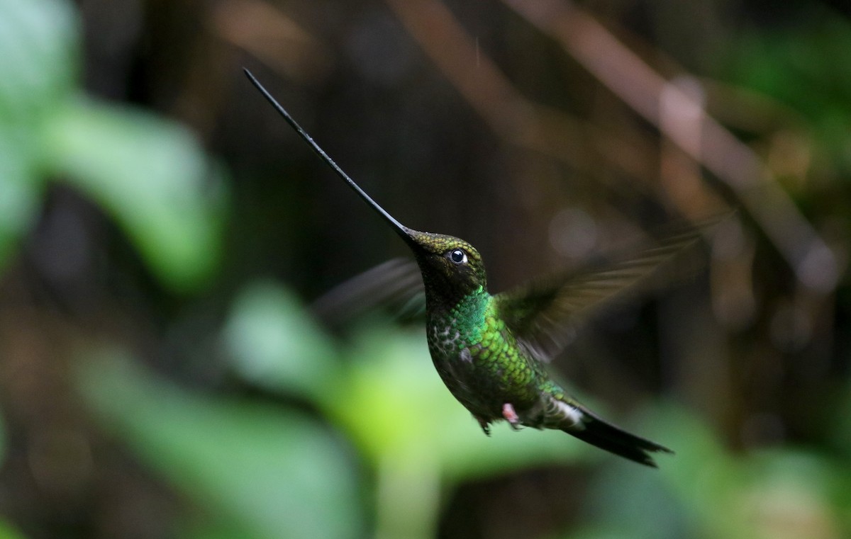 Sword-billed Hummingbird - ML25873051