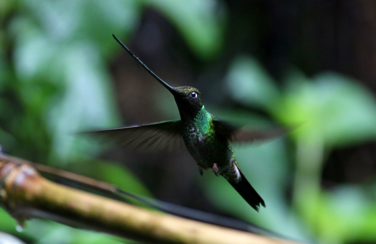 Sword-billed Hummingbird - ML25873061