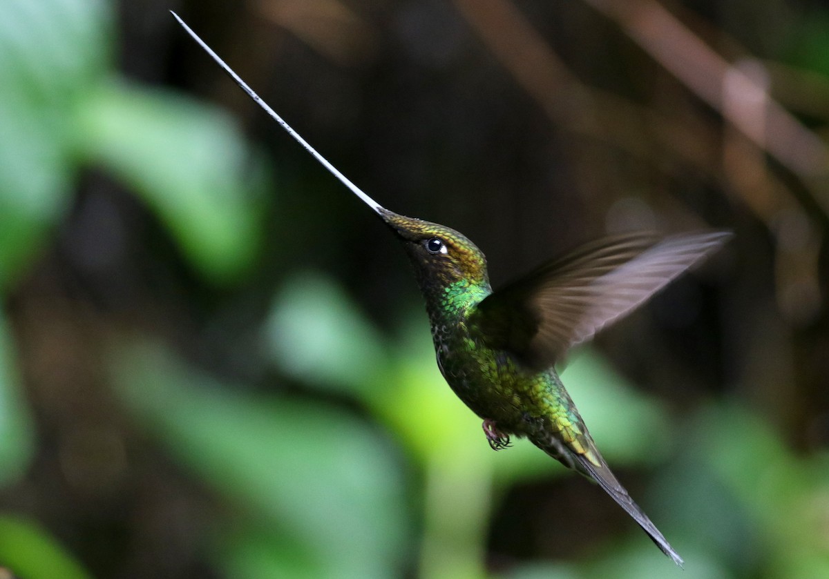 Sword-billed Hummingbird - ML25873071