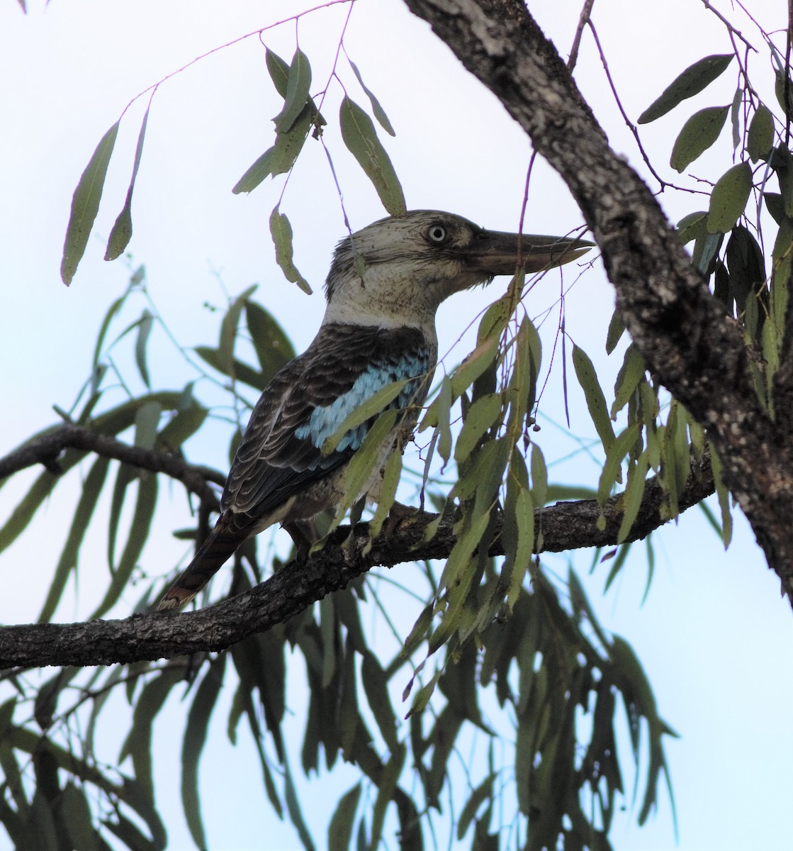 Blue-winged Kookaburra - Greg Roberts