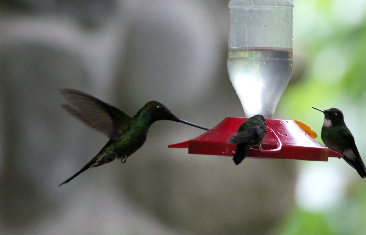 Sword-billed Hummingbird - ML25873091