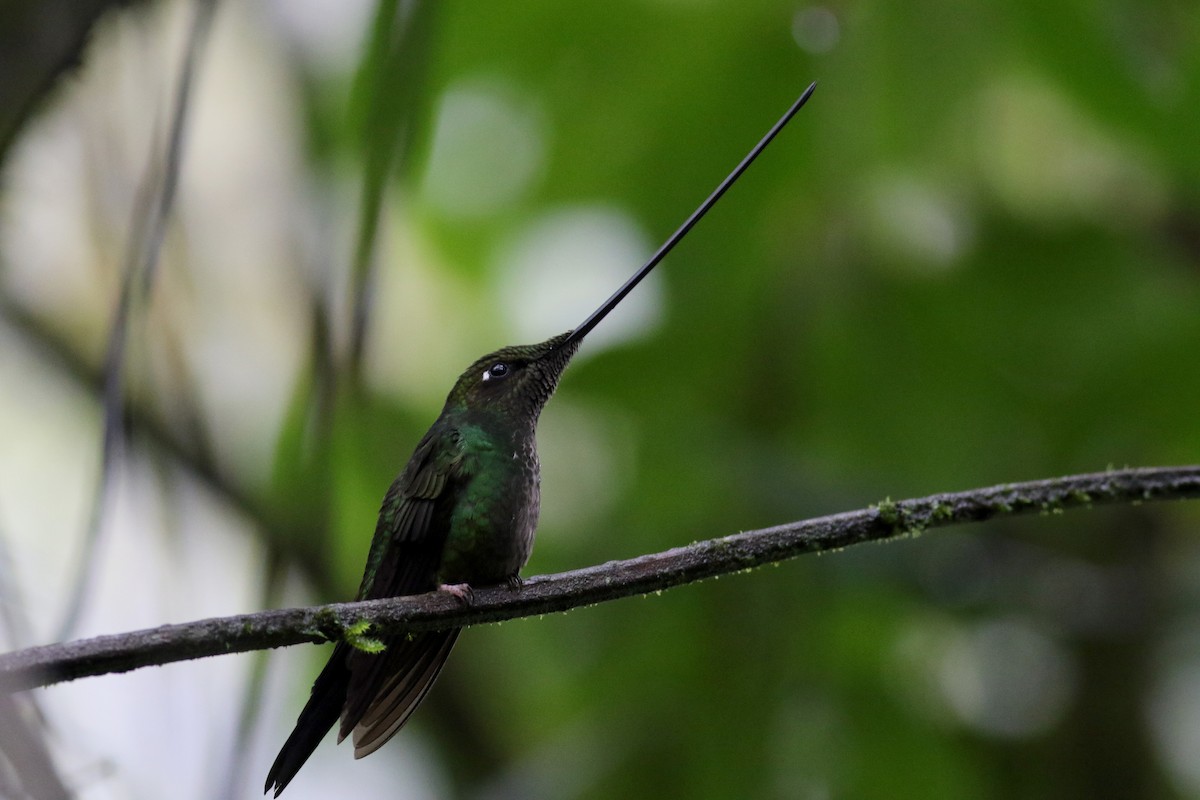 Sword-billed Hummingbird - ML25873121