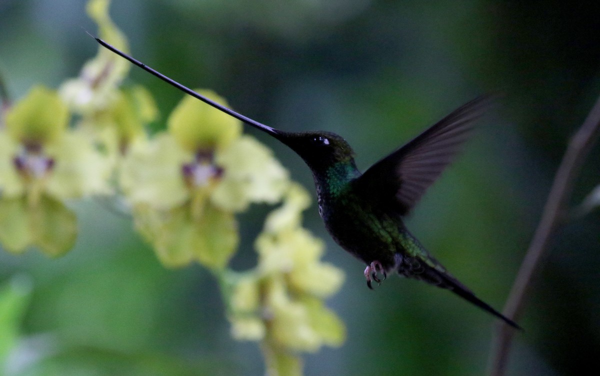 Sword-billed Hummingbird - ML25873131