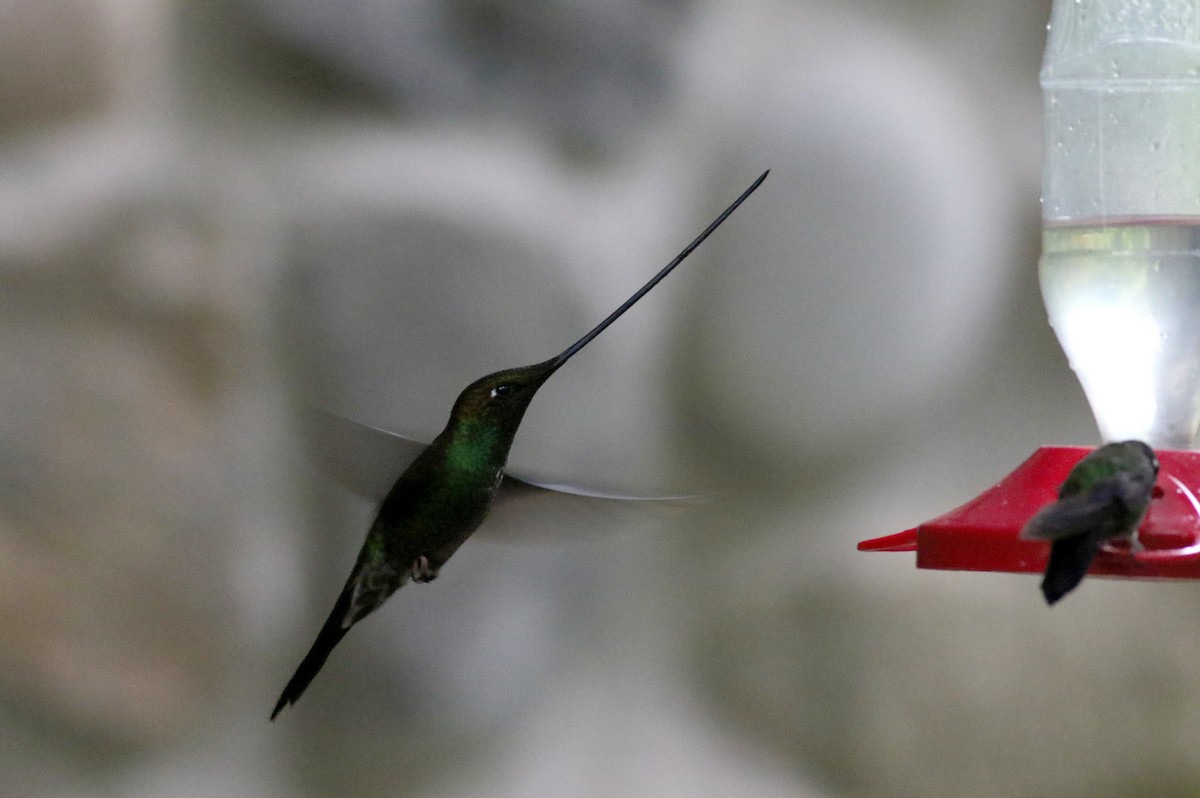 Sword-billed Hummingbird - ML25873141