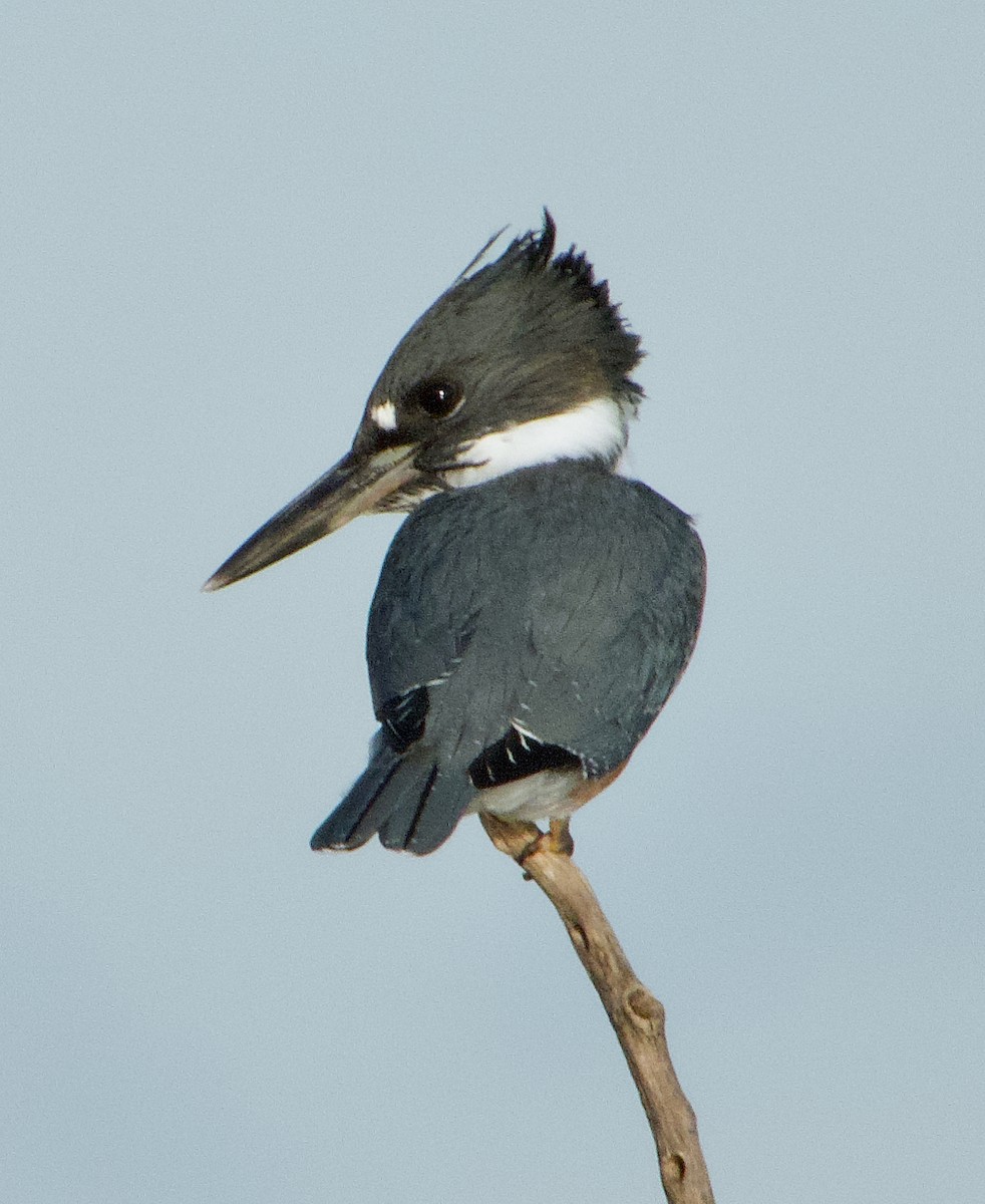 Belted Kingfisher - Greg Ongie