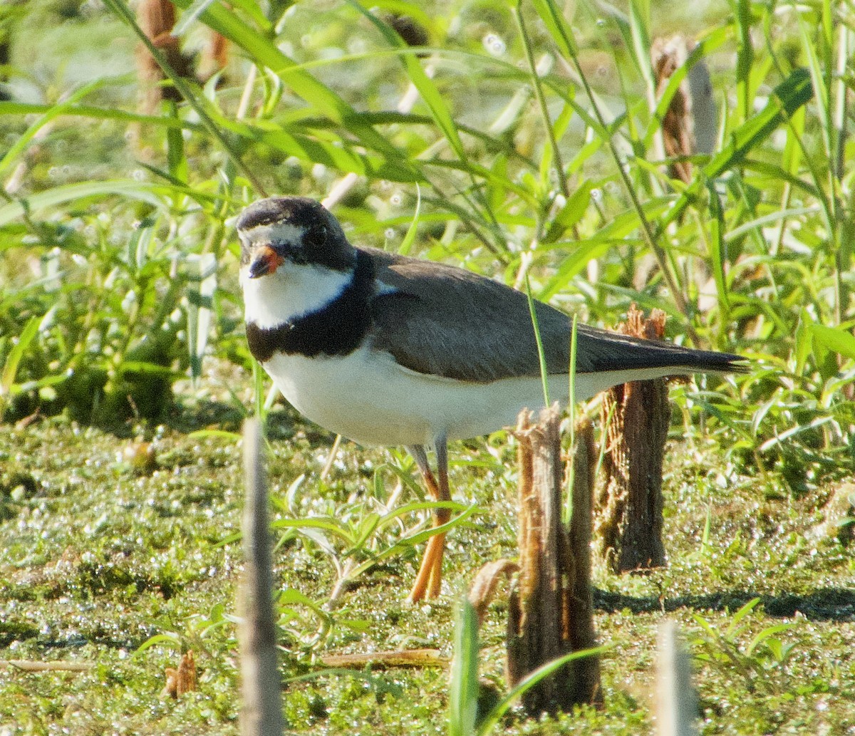 Semipalmated Plover - ML258738121