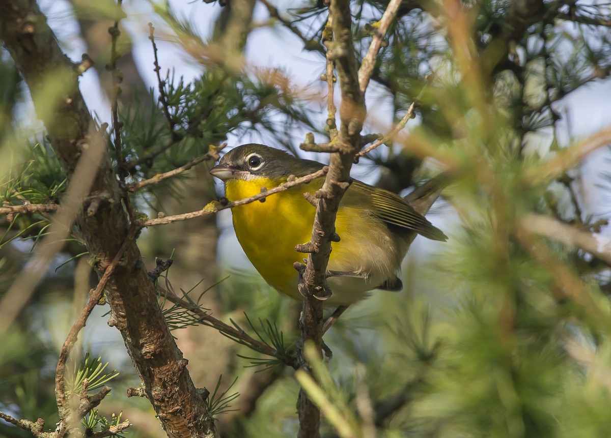 Yellow-breasted Chat - Ronnie d'Entremont