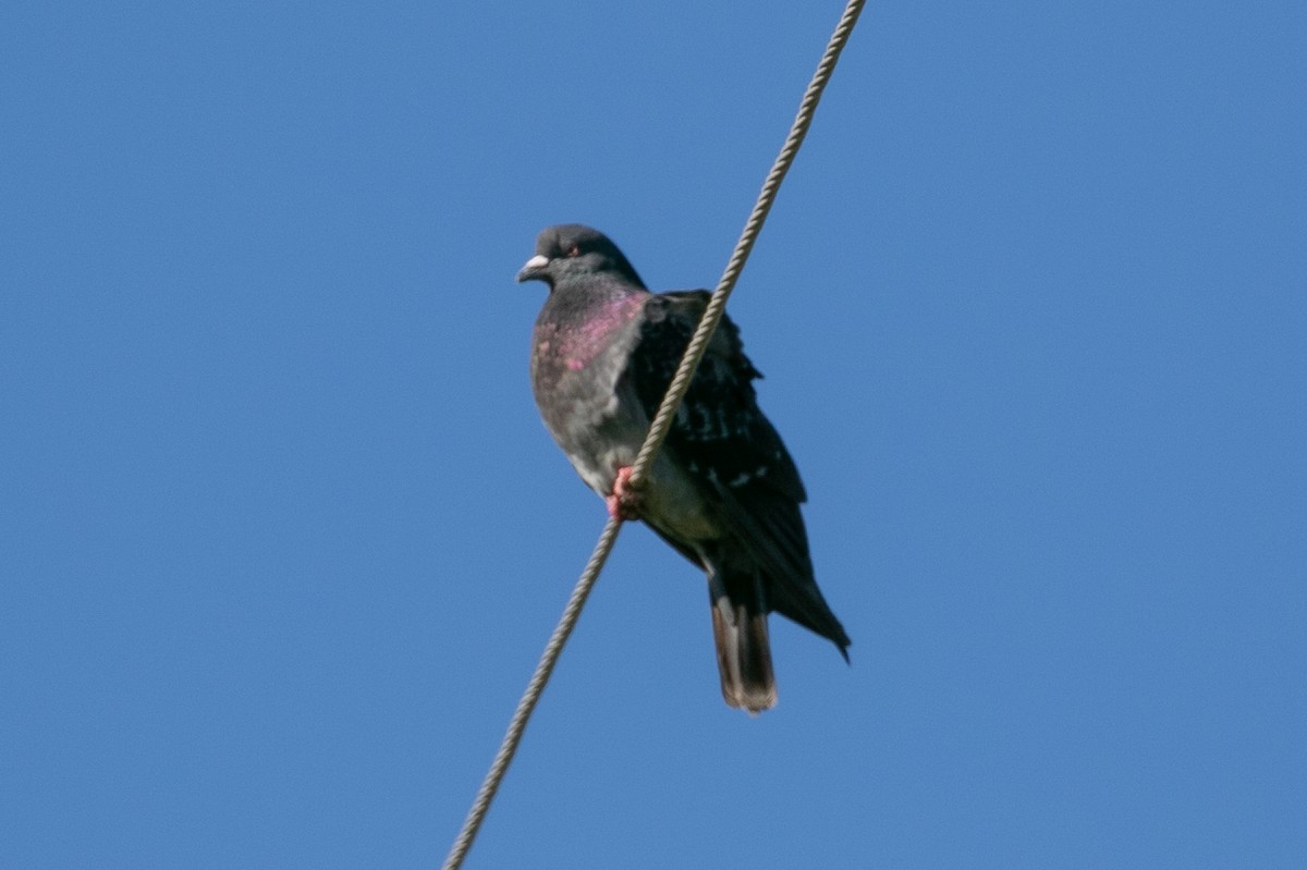Rock Pigeon (Feral Pigeon) - John Reynolds