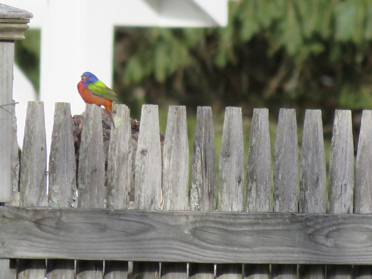 Painted Bunting - ML25874251