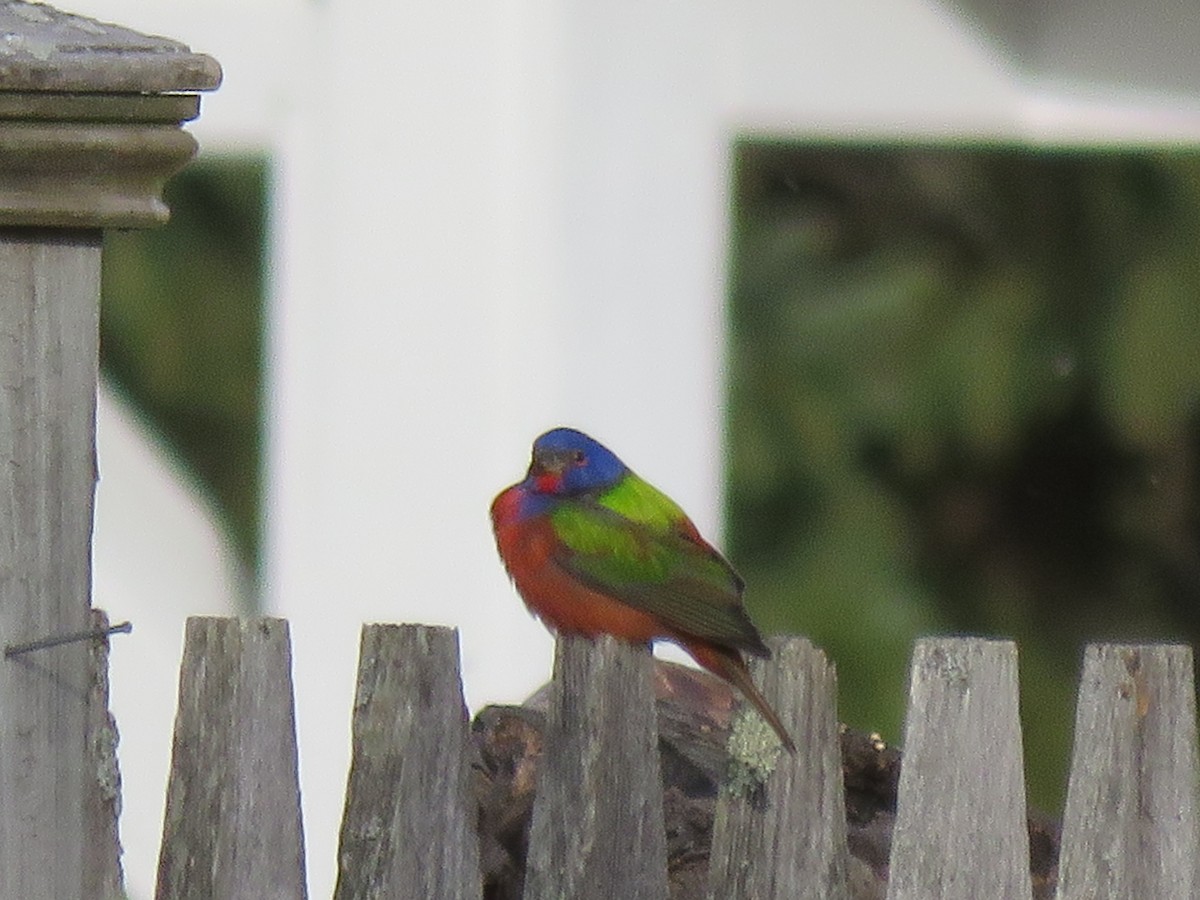 Painted Bunting - ML25874301