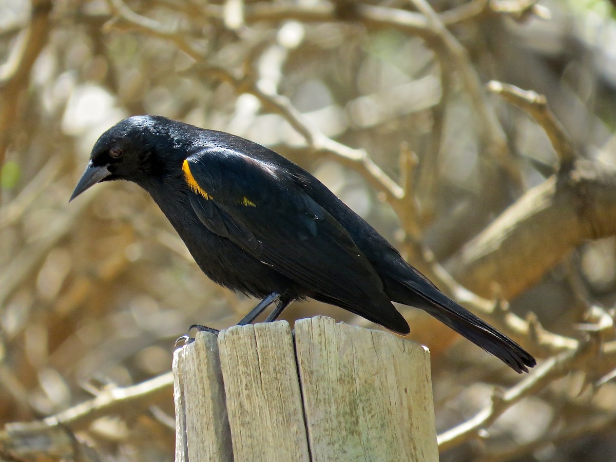 Yellow-shouldered Blackbird - Kenneth Pinnow