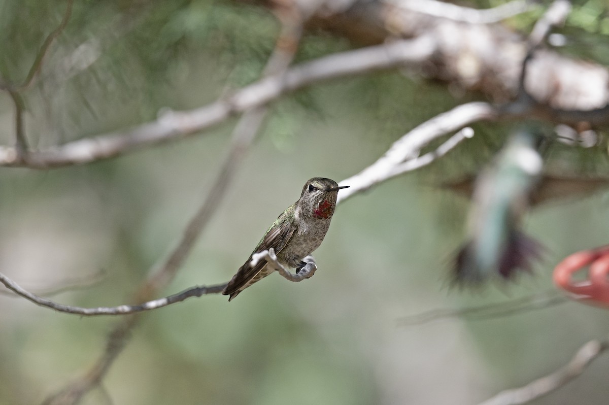 Anna's Hummingbird - ML258749941