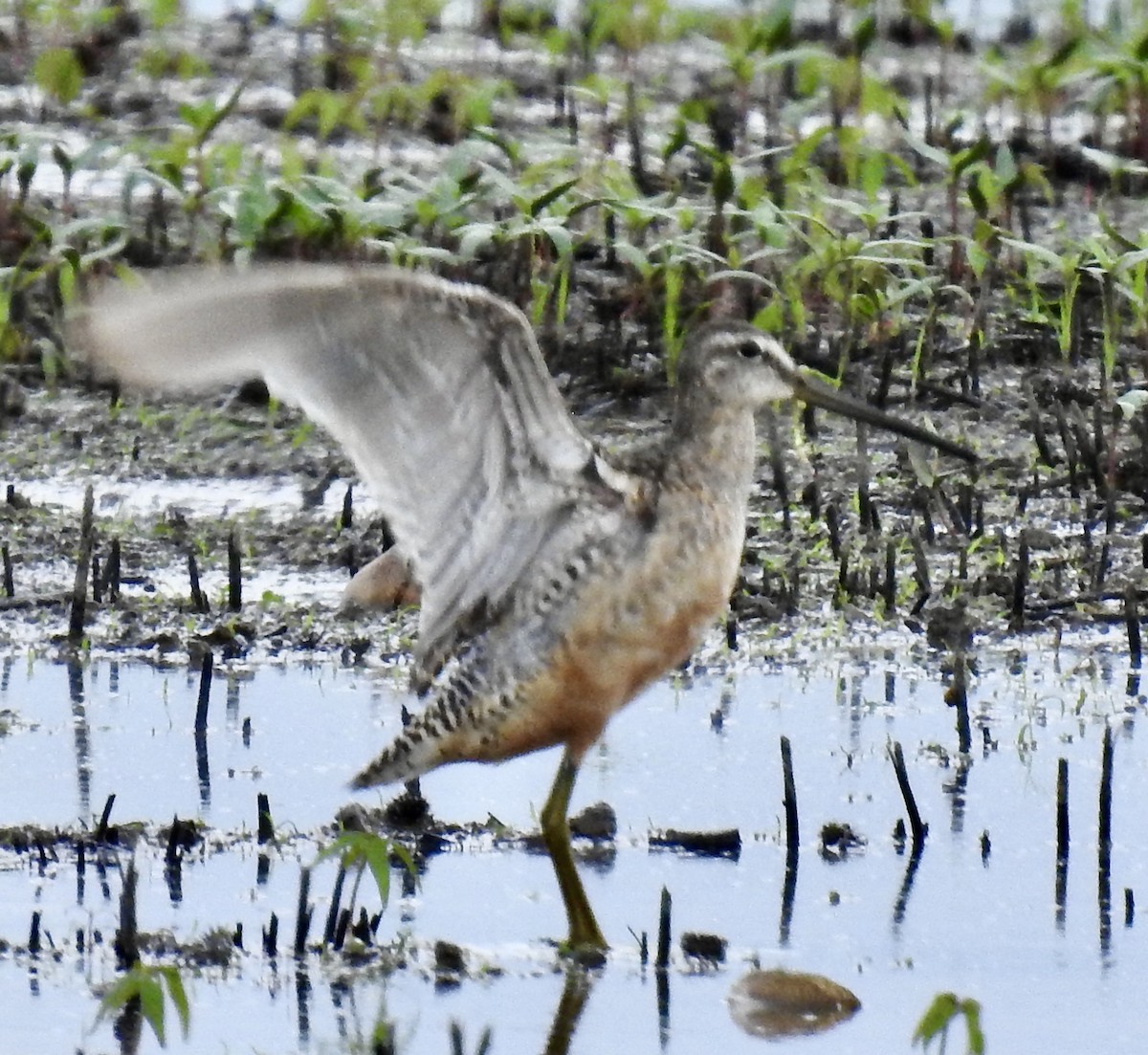 Long-billed Dowitcher - ML258752451