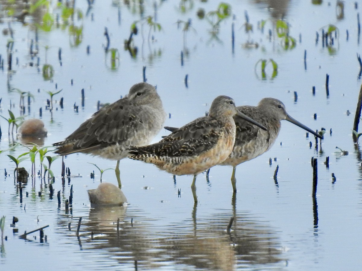 Long-billed Dowitcher - ML258752461