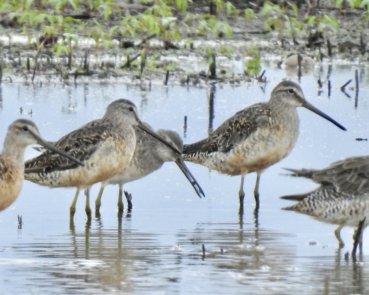 Long-billed Dowitcher - ML258752471