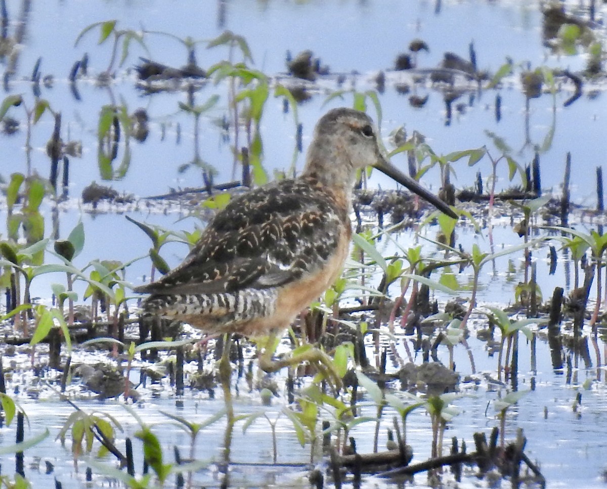 Long-billed Dowitcher - ML258752481