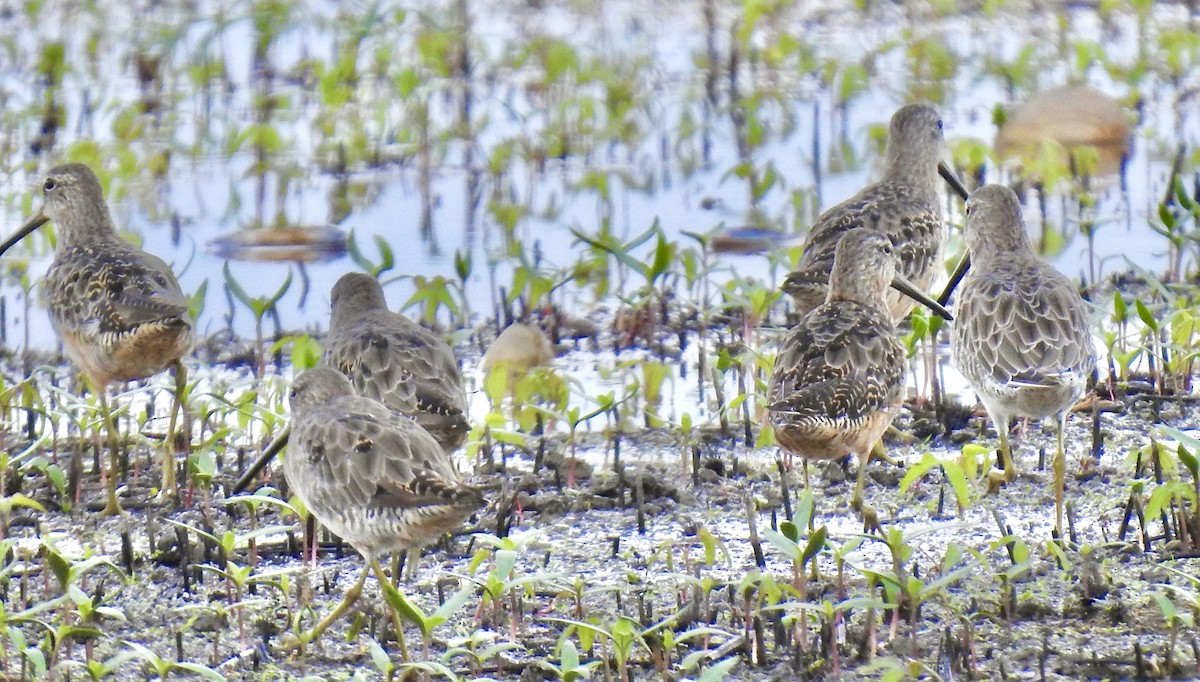 Long-billed Dowitcher - ML258752491