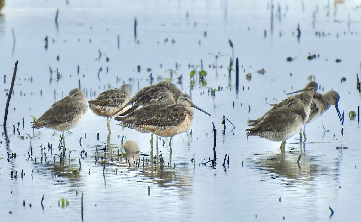 Long-billed Dowitcher - ML258752501
