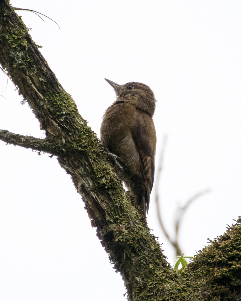 Smoky-brown Woodpecker - ML25875641