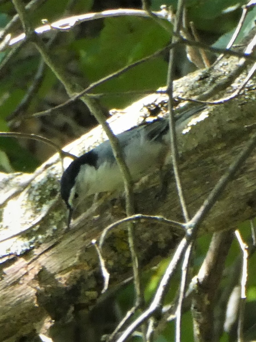 White-breasted Nuthatch - K K