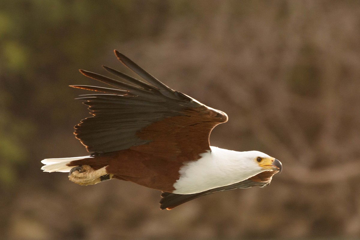 African Fish-Eagle - ML258764591