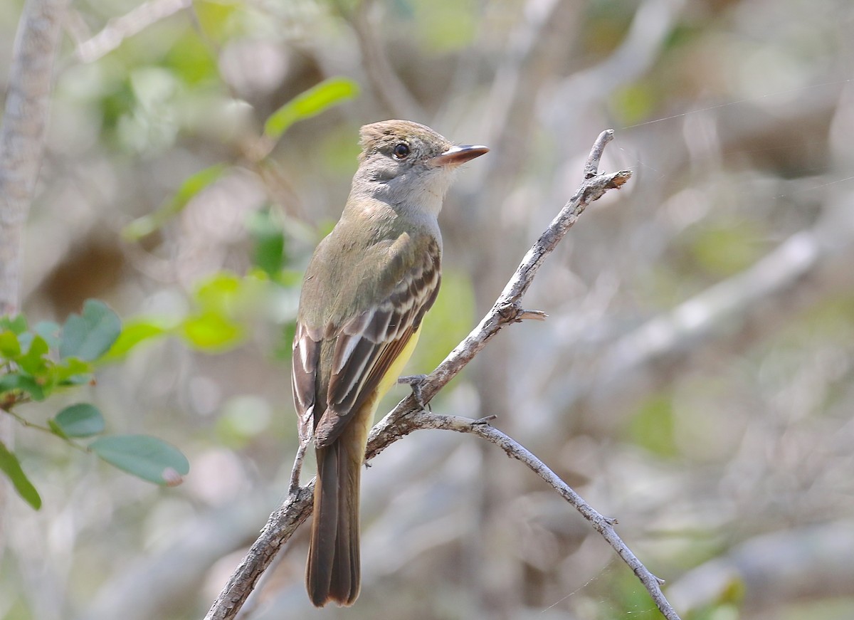 Great Crested Flycatcher - Gil Ewing