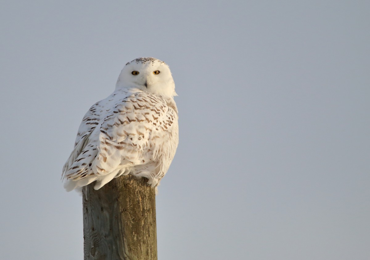 Snowy Owl - ML258773381