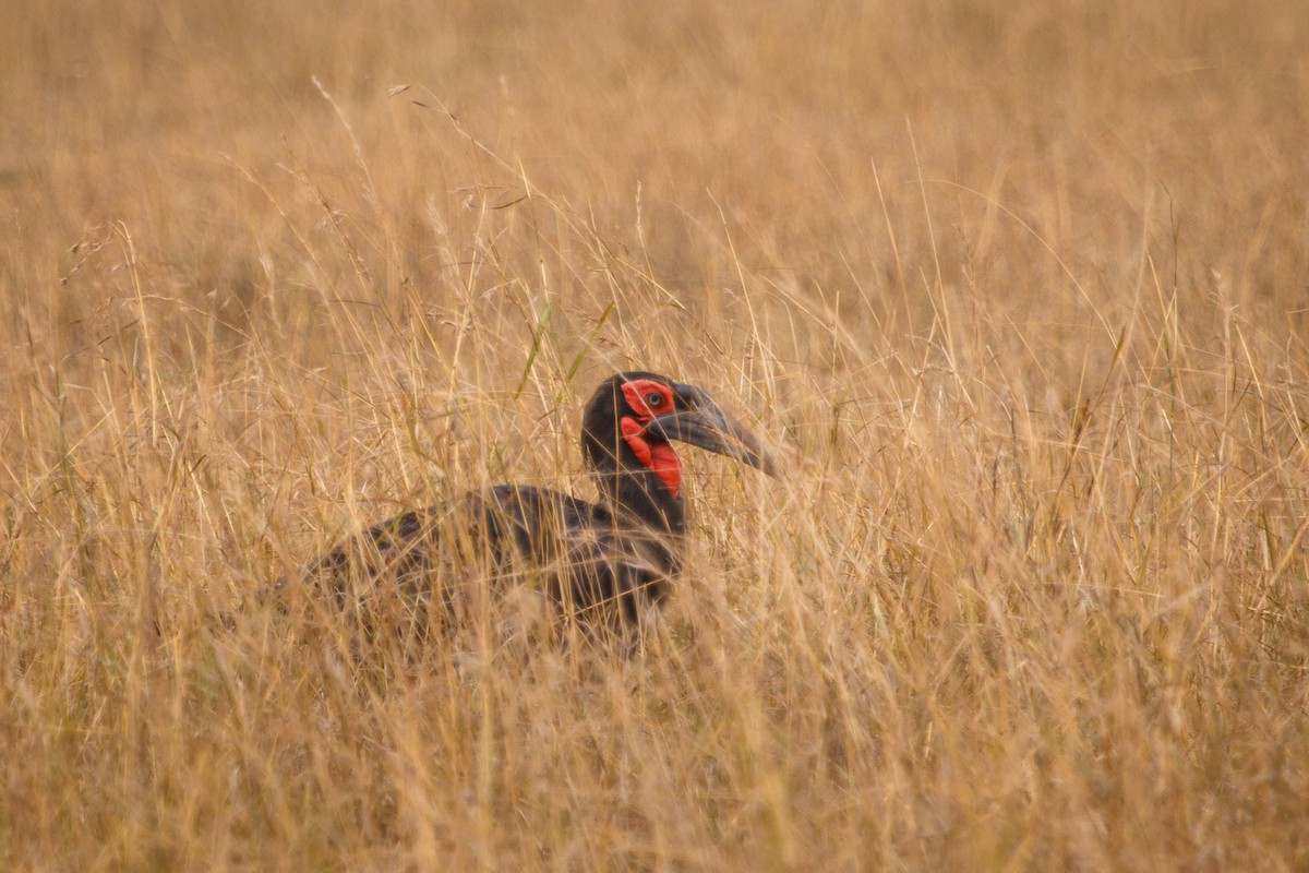 Southern Ground-Hornbill - Mike K.